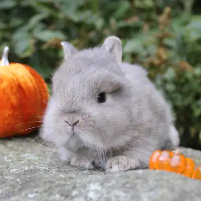 lapin nain X nain néerlandais gris