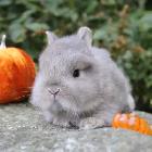lapin nain X nain néerlandais gris