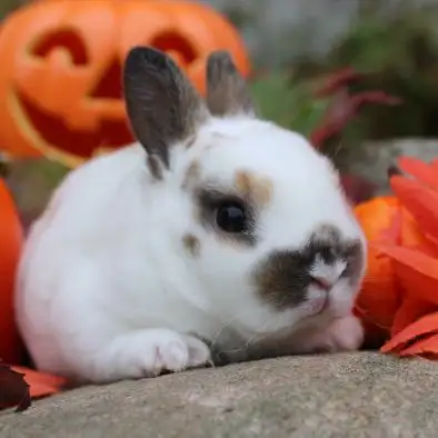 lapin mini-rex tricolore