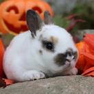 lapin mini-rex tricolore