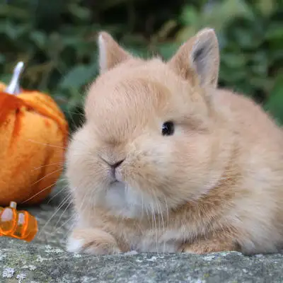 lapin nain X nain neerlandais caramel