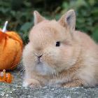 lapin nain X nain neerlandais caramel