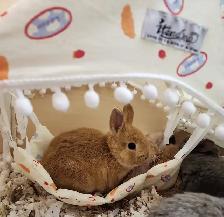 lapin nain X nain neerlandais caramel - Photo 2