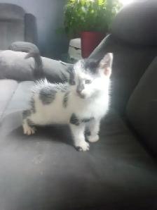 Kittens