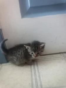 Kittens - Photo 2
