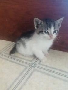 Kittens - Photo 3