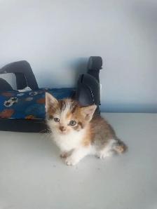 Kittens - Photo 4