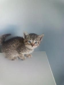 Kittens - Photo 5