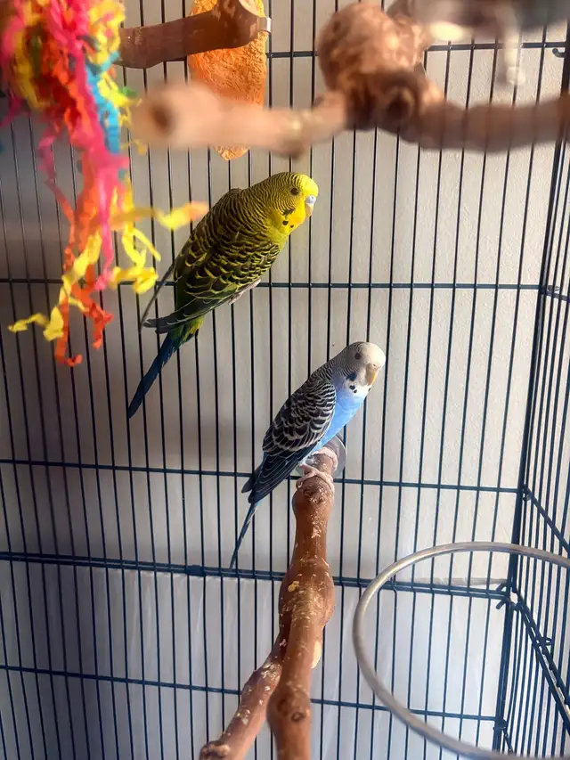 Two budgies for sale with cages and accessories