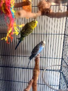 Two budgies for sale with cages and accessories