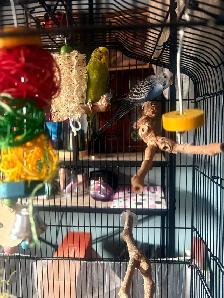 Two budgies for sale with cages and accessories - Photo 2