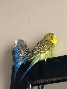Two budgies for sale with cages and accessories - Photo 3