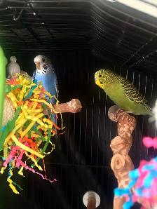 Two budgies for sale with cages and accessories - Photo 4
