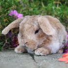 lapin bélier fourrure rex