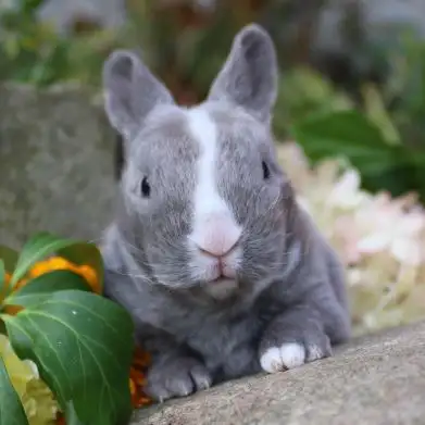 lapin mini-rex
