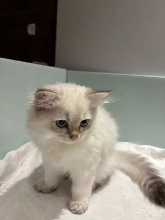 chaton British longhair kitten