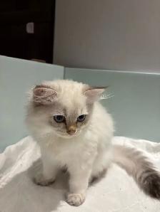 chaton British longhair kitten