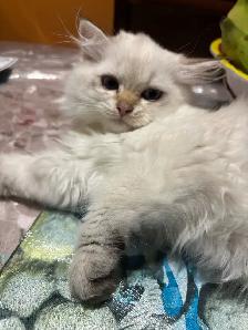 chaton British longhair kitten - Photo 2