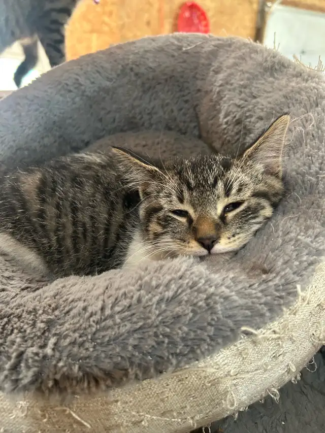 Adorable Kittens