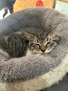 Adorable Kittens