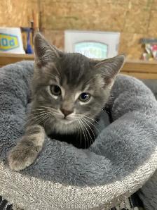 Adorable Kittens - Photo 2