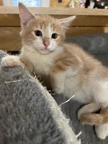 Adorable Kittens - Photo 3