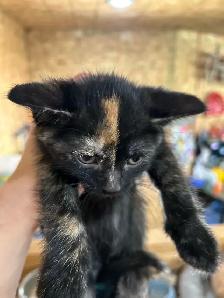 Adorable Kittens - Photo 5
