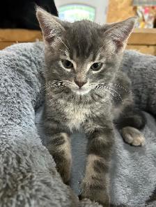 Adorable Kittens - Photo 8