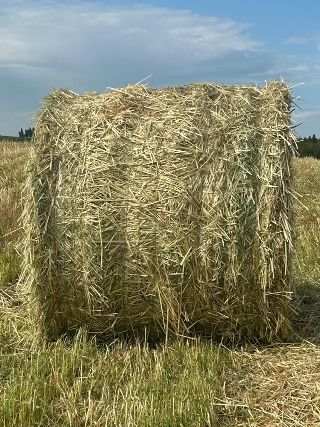 Oats Greenfeed