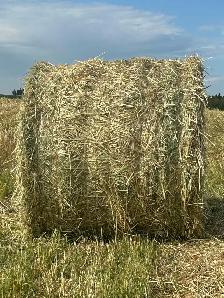 Oats Greenfeed