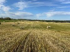 Oats Greenfeed - Photo 2