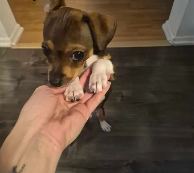 Chiot à vendre