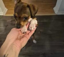 Chiot à vendre
