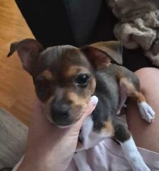 Chiot à vendre - Photo 4
