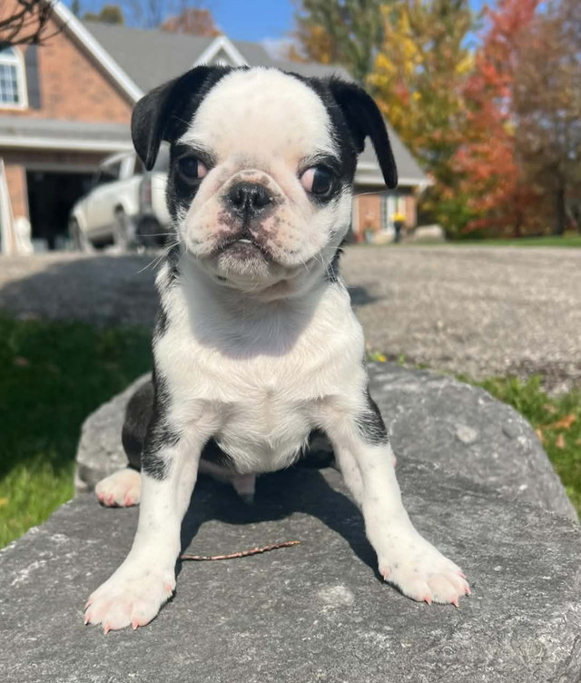 Panda Pug puppies