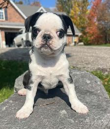 Panda Pug puppies