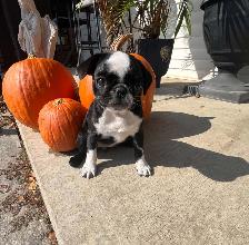Panda Pug puppies - Photo 2