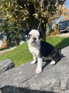 Panda Pug puppies - Photo 3