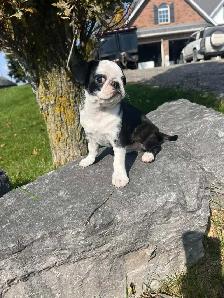 Panda Pug puppies - Photo 4