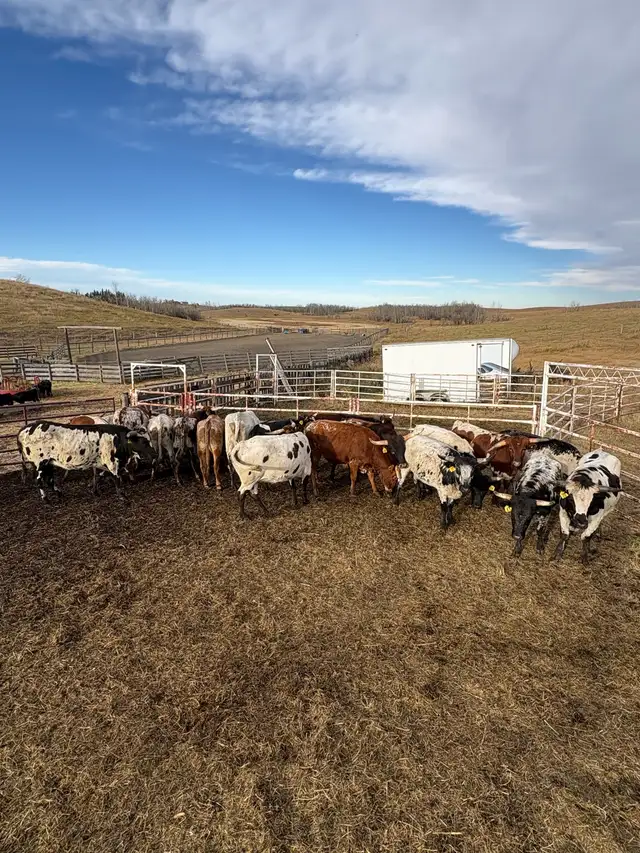 Longhorn Heifers x Black Angus Bull