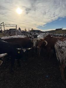 Longhorn Heifers x Black Angus Bull - Photo 2