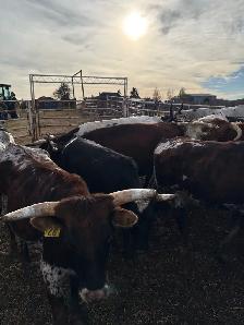 Longhorn Heifers x Black Angus Bull - Photo 3