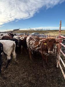 Longhorn Heifers x Black Angus Bull - Photo 4
