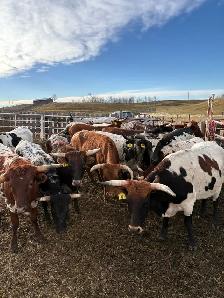 Longhorn Heifers x Black Angus Bull - Photo 5