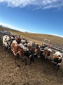 Longhorn Heifers x Black Angus Bull - Photo 6