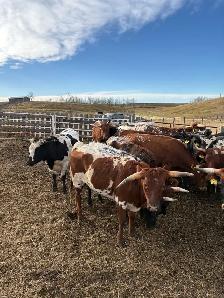 Longhorn Heifers x Black Angus Bull - Photo 7