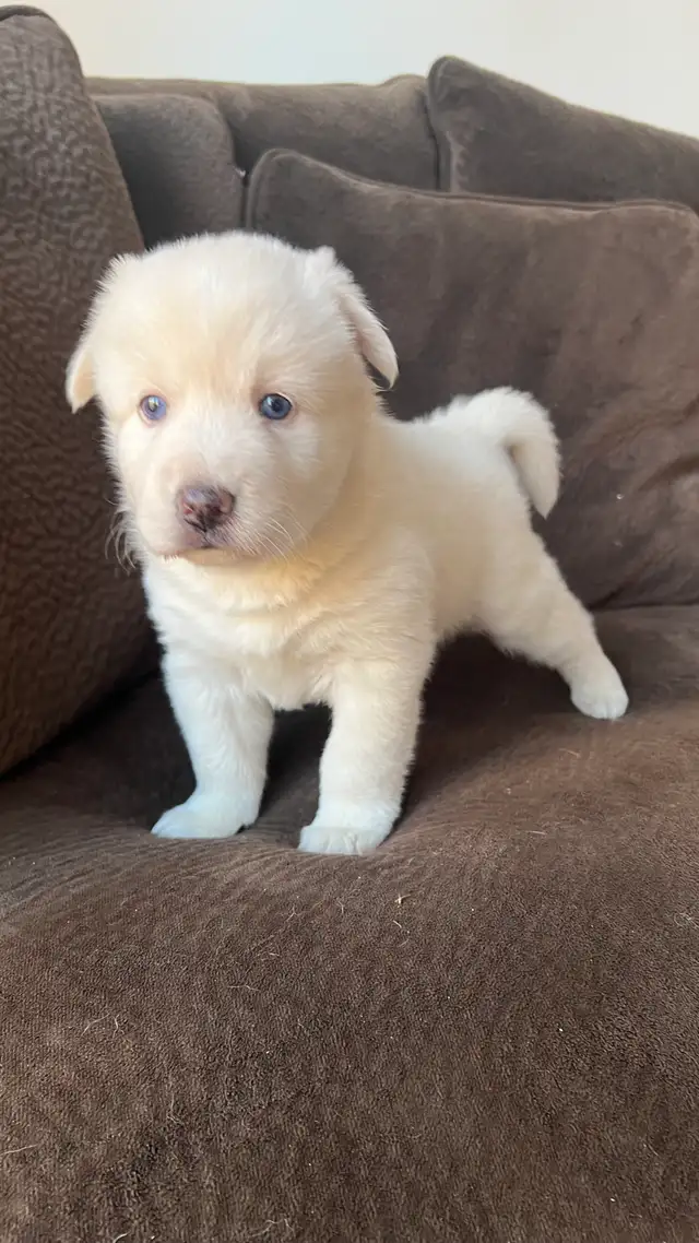 Pomsky puppy one available