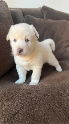 Pomsky puppy one available