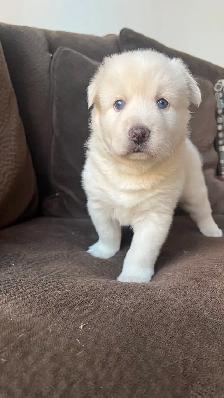 Pomsky puppy one available - Photo 2