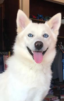 Pomsky puppy one available - Photo 3